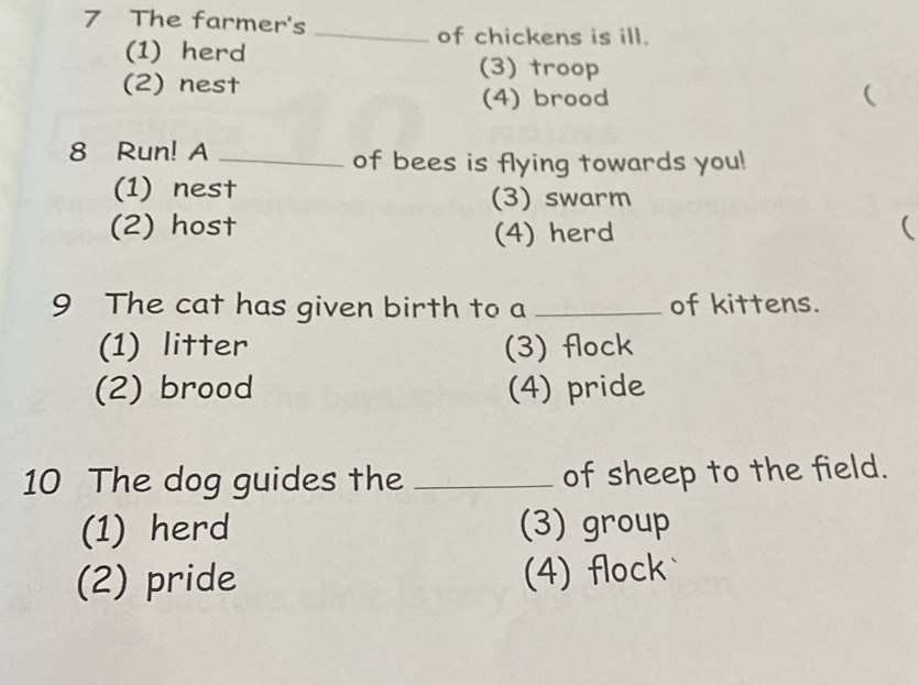 The farmer's
_of chickens is ill.
(1) herd (3) troop
(2) nest (
(4) brood
8 Run! A _of bees is flying towards you!
(1) nest (3) swarm
(2) host (4) herd (
9 The cat has given birth to a _of kittens.
(1) litter (3) flock
(2) brood (4) pride
10 The dog guides the _of sheep to the field.
(1) herd (3) group
(2) pride (4) flock