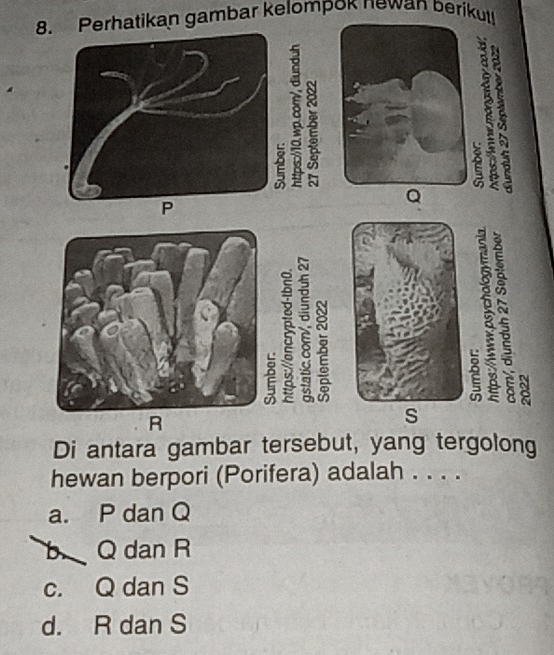 Perhatikan gambar kelompok newan berikut!
8
2
2
Q
5
5 3
2 8
R
Di antara gambar tersebut, yang tergolong
hewan berpori (Porifera) adalah . . . .
a. P dan Q
b Q dan R
c. Q dan S
d. R dan S