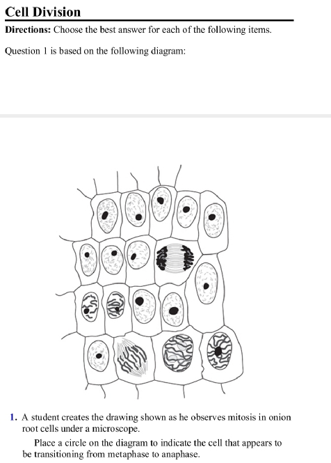 Cell Division 
Directions: Choose the best answer for each of the following items. 
Question 1 is based on the following diagram: 
1. A student creates the drawing shown as he observes mitosis in onion 
root cells under a microscope. 
Place a circle on the diagram to indicate the cell that appears to 
be transitioning from metaphase to anaphase.