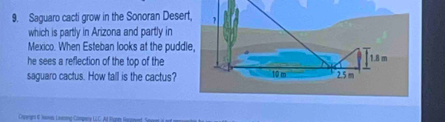 Saguaro cacti grow in the Sonoran Desert, 
which is partly in Arizona and partly in 
Mexico. When Esteban looks at the puddle, 
he sees a reflection of the top of the 
saguaro cactus. How tall is the cactus? 
Coperges & Nares Leeming Compeny CLC All Rignn Raguved, Saces is not