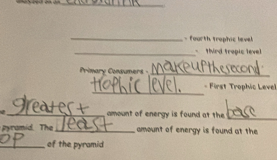 fourth trophic level 
_ third tropic level 
Primary Consumers -_ 
_ 
First Trophic Level 
a _amount of energy is found at the_ 
pyramid. The_ amount of energy is found at the 
_of the pyramid