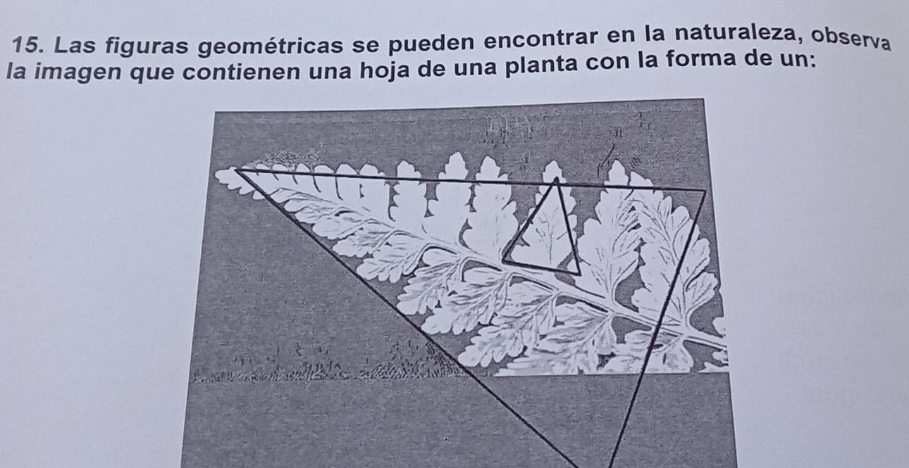 Las figuras geométricas se pueden encontrar en la naturaleza, observa 
la imagen que contienen una hoja de una planta con la forma de un: