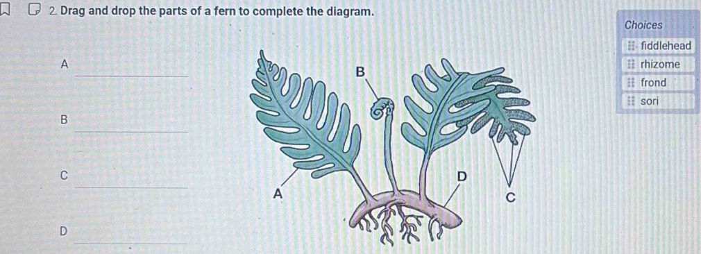 Solved: Drag and drop the parts of a fern to complete the diagram ...