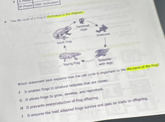 Syness
M Phase DNA replication
4. The life cycle of s frog isin the diegtem
Which statement best explains how the cell cycle is important to the life cyde of the img?
F It enables frogs to produce tadpoles that are clones.
G It allows frogs to grow, develop, and reproduce.
H It prevents overproduction of frog offspring.
) It ensures the best adapted frogs survive and pass on traits to offspring.