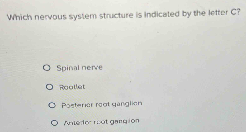 Solved: Which nervous system structure is indicated by the letter C ...