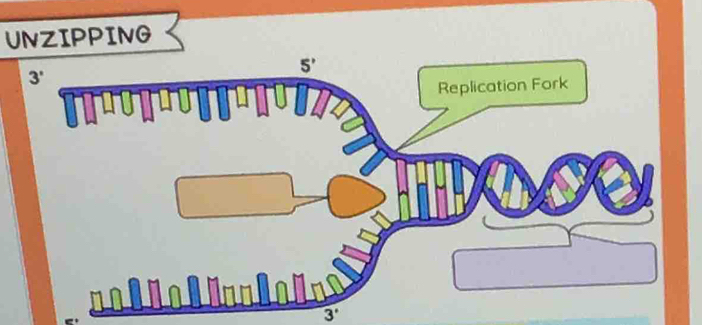 UNZIPPING
3'