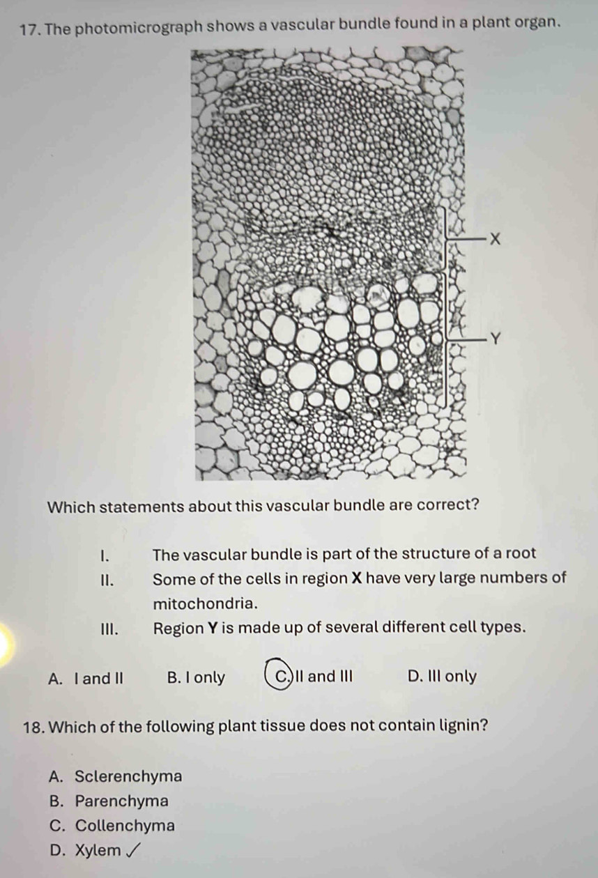 The photomicrograph shows a vascular bundle found in a plant organ.
Which statements about this vascular bundle are correct?
1. The vascular bundle is part of the structure of a root
II. Some of the cells in region X have very large numbers of
mitochondria.
Ⅲ. Region Y is made up of several different cell types.
A. I and II B. I only C)I and II D. III only
18. Which of the following plant tissue does not contain lignin?
A. Sclerenchyma
B. Parenchyma
C. Collenchyma
D. Xylem