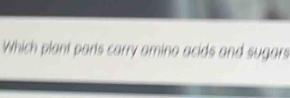 Which plant parts carry amino acids and sugars