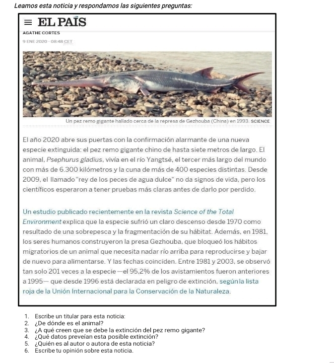 Leamos esta noticia y respondamos las siguientes preguntas:
≡ EL PAIS
AGATHE CORTES
9 ENE 2020 - 08:48 CET
El año 2020 abre sus puertas con la confirmación alarmante de una nueva
especie extinguida: el pez remo gigante chino de hasta siete metros de largo. El
animal, Psephurus gladius, vivía en el río Yangtsé, el tercer más largo del mundo
con más de 6.300 kilómetros y la cuna de más de 400 especies distintas. Desde
2009, el llamado "rey de los peces de agua dulce" no da signos de vida, pero los
científicos esperaron a tener pruebas más claras antes de darlo por perdido.
Un estudio publicado recientemente en la revista Science of the Total
Environment explica que la especie sufrió un claro descenso desde 1970 como
resultado de una sobrepesca y la fragmentación de su hábitat. Además, en 1981,
los seres humanos construyeron la presa Gezhouba, que bloqueó los hábitos
migratorios de un animal que necesita nadar río arriba para reproducirse y bajar
de nuevo para alimentarse. Y las fechas coinciden. Entre 1981 y 2003, se observó
tan solo 201 veces a la especie —el 95,2% de los avistamientos fueron anteriores
a 1995— que desde 1996 está declarada en peligro de extinción, según la lista
roja de la Unión Internacional para la Conservación de la Naturaleza.
1. Escribe un titular para esta noticia:
2. De dónde es el animal?
3. ¿A qué creen que se debe la extinción del pez remo gigante?
4. ¿Qué datos preveían esta posible extinción?
5. ¿Quién es al autor o autora de esta noticia?
6. Escribe tu opinión sobre esta noticia.