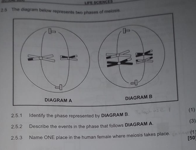 Solved: 2.5 The diagram below represents two phases of meiosis. DIAGRAM ...