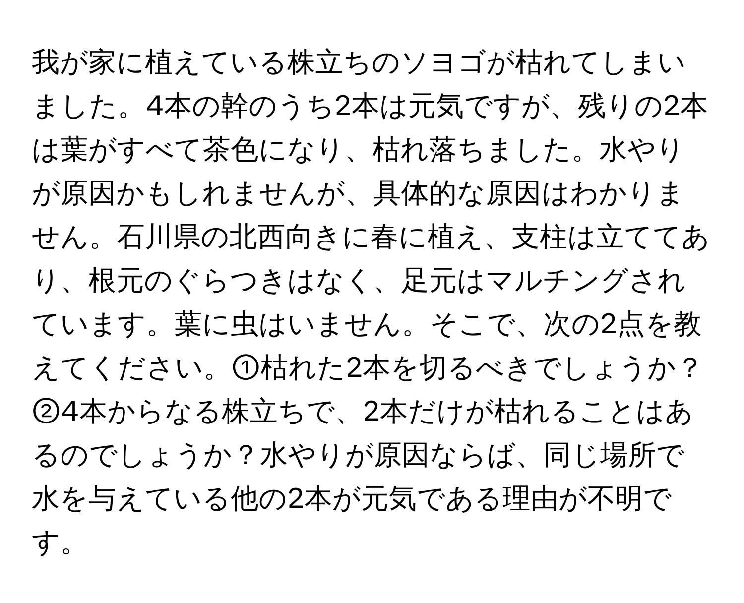 我が家に植えている株立ちのソヨゴが枯れてしまいました。4本の幹のうち2本は元気ですが、残りの2本は葉がすべて茶色になり、枯れ落ちました。水やりが原因かもしれませんが、具体的な原因はわかりません。石川県の北西向きに春に植え、支柱は立ててあり、根元のぐらつきはなく、足元はマルチングされています。葉に虫はいません。そこで、次の2点を教えてください。①枯れた2本を切るべきでしょうか？②4本からなる株立ちで、2本だけが枯れることはあるのでしょうか？水やりが原因ならば、同じ場所で水を与えている他の2本が元気である理由が不明です。