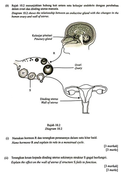 (6) Rajah 10.2 menunjukkan hubung kait antara satu kelenjar endokrin dengan perubahan 
dalam ovari dan dinding uterus manusia. 
Diagram 10.2 shows the relationship between an endocrine gland with the changes in the 
human ovary and wall of uterus. 
Rajah 10.2 
Diagram 10.2 
(i) Namakan hormon R dan terangkan peranannya dalam satu kitar haid. 
Name hormone R and explain its role in a menstrual cycle. 
[3 markah] 
[3 marks] 
(ii) Terangkan kesan kepada dinding uterus sekiranya struktur S gagal berfungsi. 
Explain the effect on the wall of uterus if structure S fails to function. 
[3 markah] 
[3 marks]