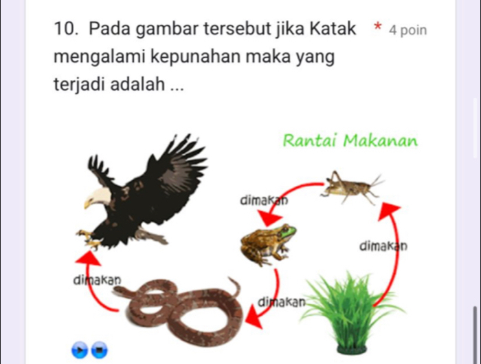 Pada gambar tersebut jika Katak * 4 poin 
mengalami kepunahan maka yang 
terjadi adalah ...