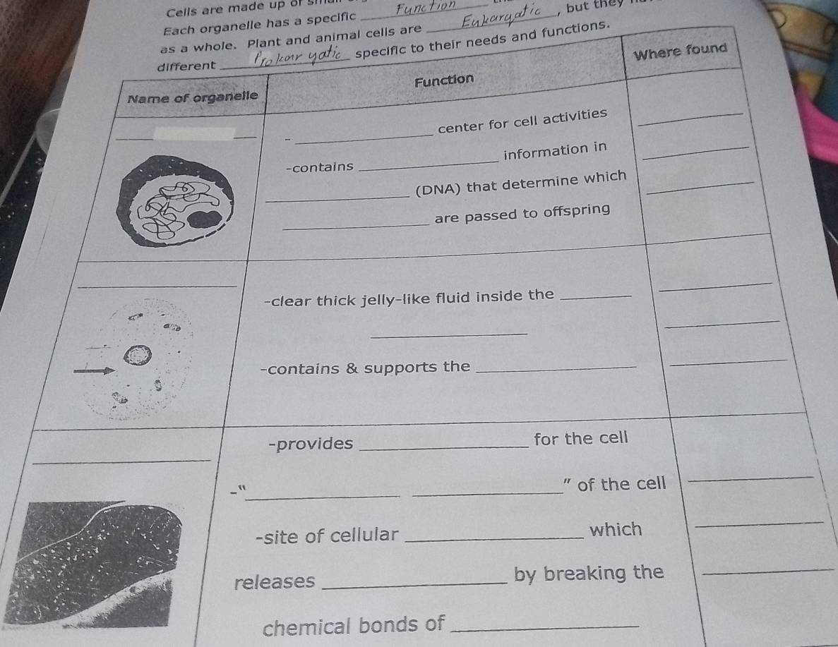 Cells are made up of sill_ 
but they 
Each organelle has a specific_ 
functions. 
ells are 
chemical bonds of_