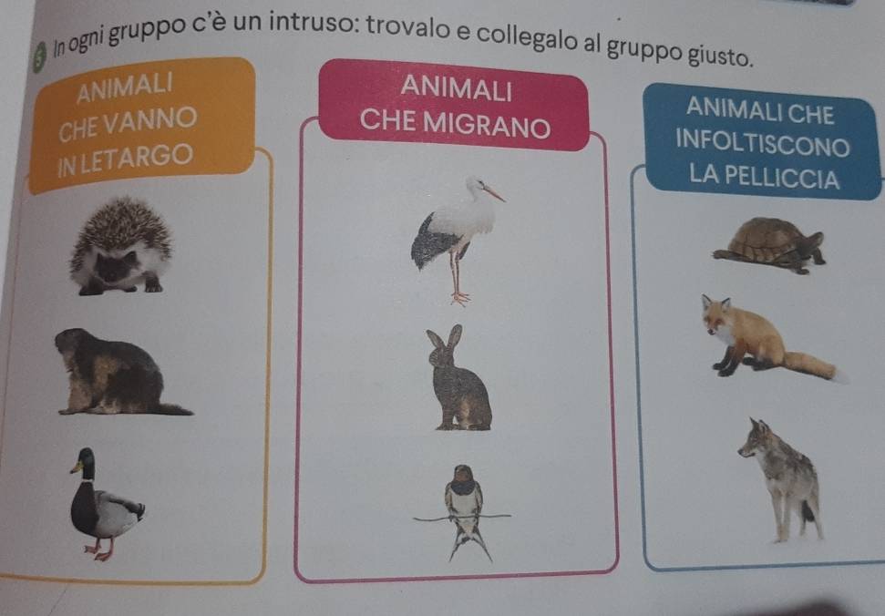 In ogni gruppo c'è un intruso: trovalo e collegalo al gruppo giusto. 
ANIMALI ANIMALI 
ANIMALI CHE 
CHE VANNO CHE MIGRANO 
IN LETARGO 
INFOLTISCONO 
LAPELLICCIA