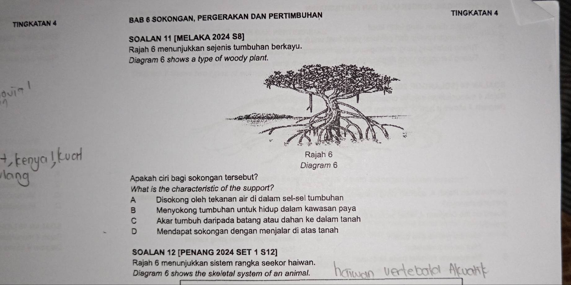 TINGKATAN 4 BAB 6 SOKONGAN, PERGERAKAN DAN PERTIMBUHAN
TINGKATAN 4
SOALAN 11 [MELAKA 2024 S8]
Rajah 6 menunjukkan sejenis tumbuhan berkayu.
Diagram 6 shows a type of woody plant.
Diagram 6
Apakah ciri bagi sokongan tersebut?
What is the characteristic of the support?
A Disokong oleh tekanan air di dalam sel-sel tumbuhan
B Menyokong tumbuhan untuk hidup dalam kawasan paya
C Akar tumbuh daripada batang atau dahan ke dalam tanah
D Mendapat sokongan dengan menjalar di atas tanah
SOALAN 12 [PENANG 2024 SET 1 S12]
Rajah 6 menunjukkan sistem rangka seekor haiwan.
Diagram 6 shows the skeletal system of an animal.