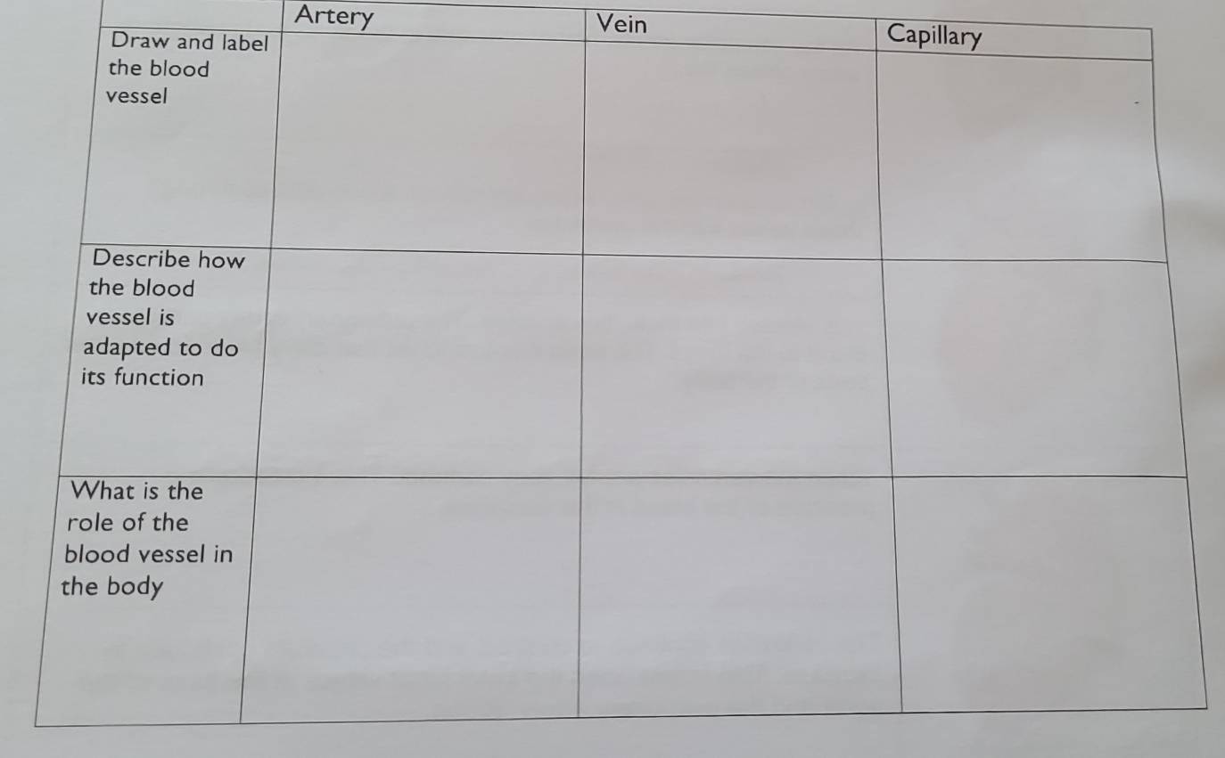 Artery Vein Capillary
D