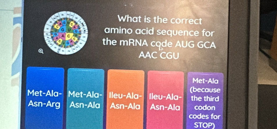 What is the correct
amino acid sequence for
the mRNA cqde AUG GCA
AAC CGU
Met-Ala
(because
Met-Ala- Met-Ala- Ileu-Ala- Ileu-Ala- the third
Asn-Arg Asn-Ala Asn-Ala Asn-Ala codon
codes for
STOP)