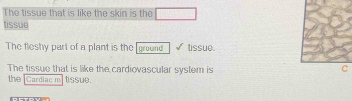 The tissue that is like the skin is the □ 
tissue 
The fleshy part of a plant is the ground tissue. 
The tissue that is like the cardiovascular system is 
the Cardiac m| tissue.