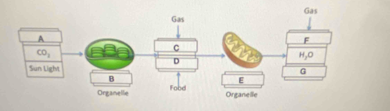 Gas
F
H_2O
G