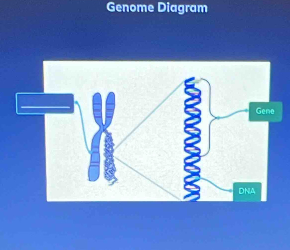 Genome Diagram