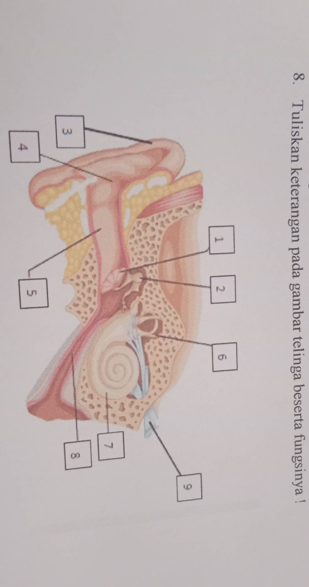 Tuliskan keterangan pada gambar telinga beserta fungsinya !