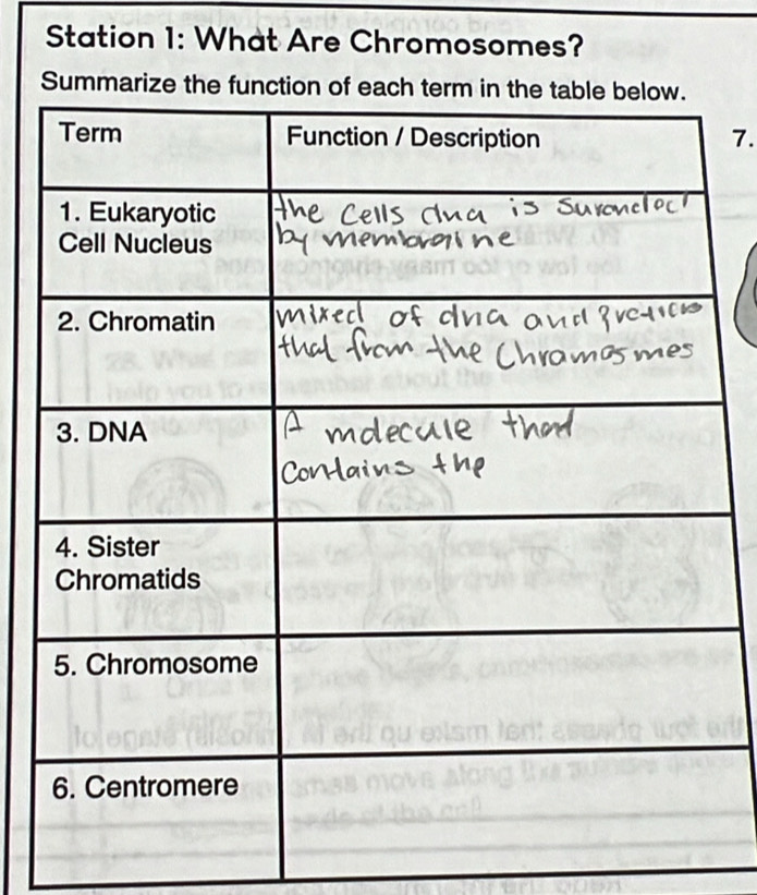 Station 1: What Are Chromosomes? 
7.