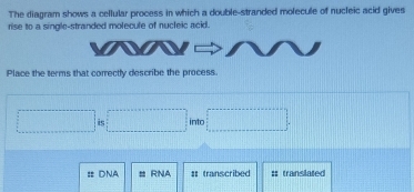 The diagram shows a cellular process in which a double-stranded molecule of nucleic acid gives 
rise to a single-stranded molecule of nucleic acid. 
Place the terms that correctly describe the process 
is into 
# DNA RNA : transcribed :: translated