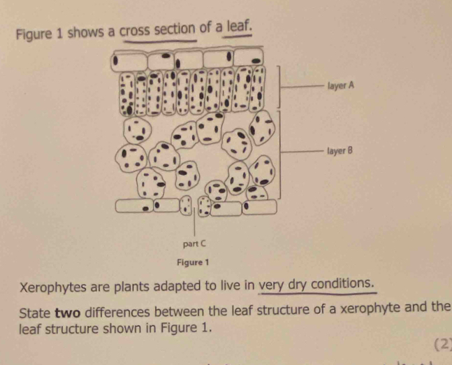 Figure 1 shows a cross section of a leaf. 
Xerophytes are plants adapted to live in very dry conditions. 
State two differences between the leaf structure of a xerophyte and the 
leaf structure shown in Figure 1. 
(2)