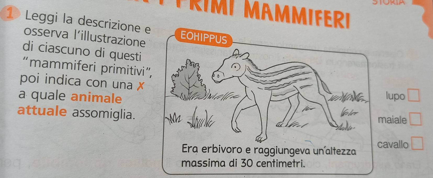 PRIMI MAMMIFERI 
1 Leggi la descrizione e 
osserva l’illustrazione 
di ciascuno di questi 
“mammiferi primitivi” 
poi indica con una 
a quale animalelupo 
attuale assomiglia. 
aiale _circ  
vallo