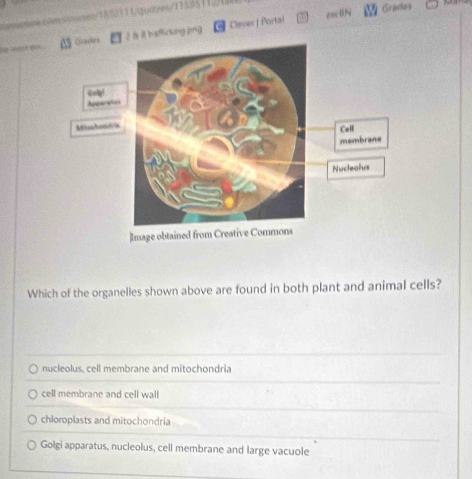 Crachers2 8 i bafficking.png Clever | Partal exellN
Grades 
Goly!
Appara
Mitashon
Image o
Which of the organelles shown above are found in both plant and animal cells?
nucleolus, cell membrane and mitochondria
cell membrane and cell wall
chloroplasts and mitochondria
Golgi apparatus, nucleolus, cell membrane and large vacuole
