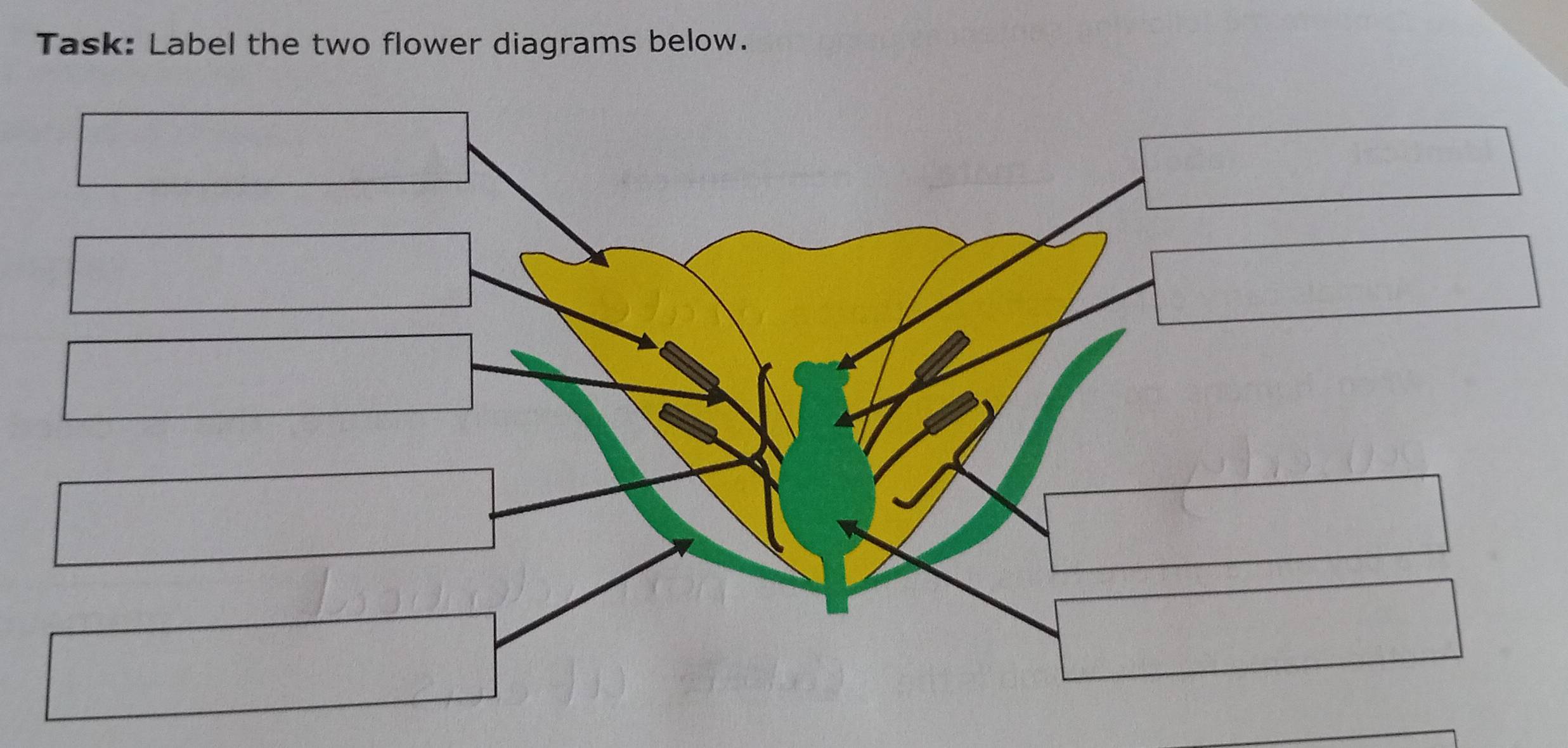 Task: Label the two flower diagrams below.