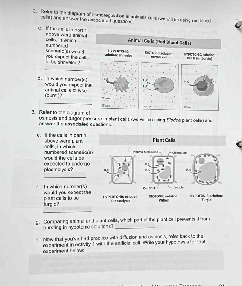 Refer to the diagram of osmoregulation in animals cells (we will be using red blood 
cells) and answer the associated questions. 
c. If the cells in part 1 
above were animal Animal Cells (Red Blood Cells) 
cells, in which 
numbered 
scenario(s) would solution: shriveled HYPERTONIC ISOTONIC solution: HYPOTONIC solution: 
you expect the cells normal cell cell lysis (bursts) 
to be shriveled? 
_ 
d. In which number(s) 
would you expect the 
animal cells to lyse 
(burst)? 
_ 

3. Refer to the diagram of 
osmosis and turgor pressure in plant cells (we will be using Elodea plant cells) and 
answer the associated questions. 
e. If the cells in part 1 Plant Cells 
above were plant 
cells, in which 
numbered scenario(s) 
would the cells be 
expected to undergo 
plasmolysis? 
_ 
f. In which number(s) 
would you expect the 
plant cells to be 
turgid? 
_ 
g. Comparing animal and plant cells, which part of the plant cell prevents it from 
bursting in hypotonic solutions?_ 
h. Now that you've had practice with diffusion and osmosis, refer back to the 
experiment in Activity 1 with the artificial cell. Write your hypothesis for that 
experiment below: