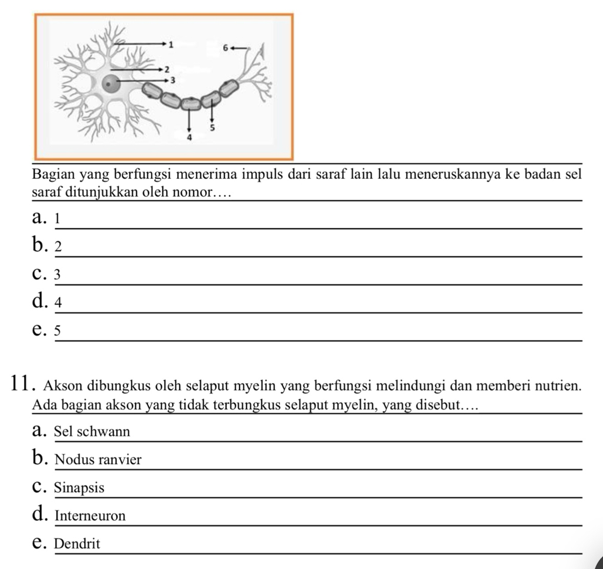 Bagian yang berfungsi menerima impuls dari saraf lain lalu meneruskannya ke badan sel 
saraf ditunjukkan oleh nomor…_ 
_ 
_ 
a. 1
_ 
b. 2
_ 
C. 3
_ 
d. 4
_ 
e. 5
11. Akson dibungkus oleh selaput myelin yang berfungsi melindungi dan memberi nutrien. 
Ada bagian akson yang tidak terbungkus selaput myelin, yang disebut…._ 
_ 
_ 
_ 
a. Sel schwann 
_ 
_ 
b. Nodus ranvier 
C. Sinapsis 
_ 
_ 
_ 
__ 
d. Interneuron 
_ 
e. Dendrit