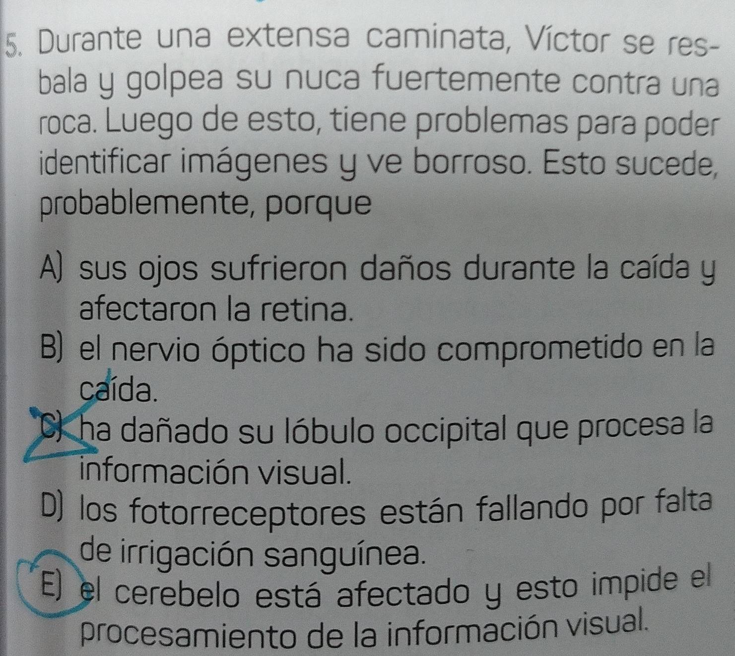 Durante una extensa caminata, Víctor se res-
bala y golpea su nuca fuertemente contra una
roca. Luego de esto, tiene problemas para poder
identificar imágenes y ve borroso. Esto sucede,
probablemente, porque
A) sus ojos sufrieron daños durante la caída y
afectaron la retina.
B) el nervio óptico ha sido comprometido en la
caída.
C) ha dañado su lóbulo occipital que procesa la
información visual.
D) los fotorreceptores están fallando por falta
de irrigación sanguínea.
(E) el cerebelo está afectado y esto impide el
procesamiento de la información visual.