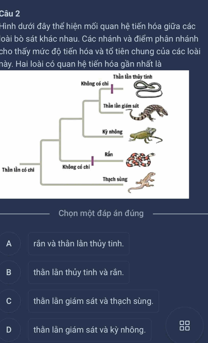 Hình dưới đây thể hiện mối quan hệ tiến hóa giữa các
boài bò sát khác nhau. Các nhánh và điểm phân nhánh
cho thấy mức độ tiến hóa và tổ tiên chung của các loài
hày. Hai loài có quan hệ tiến hóa gần nhất là
Thằn lằn có chi
Chọn một đáp án đúng
A rắn và thằn lằn thủy tinh.
B thằn lằn thủy tinh và rắn.
C thằn lằn giám sát và thạch sùng.
D thằn lằn giám sát và kỳ nhông.