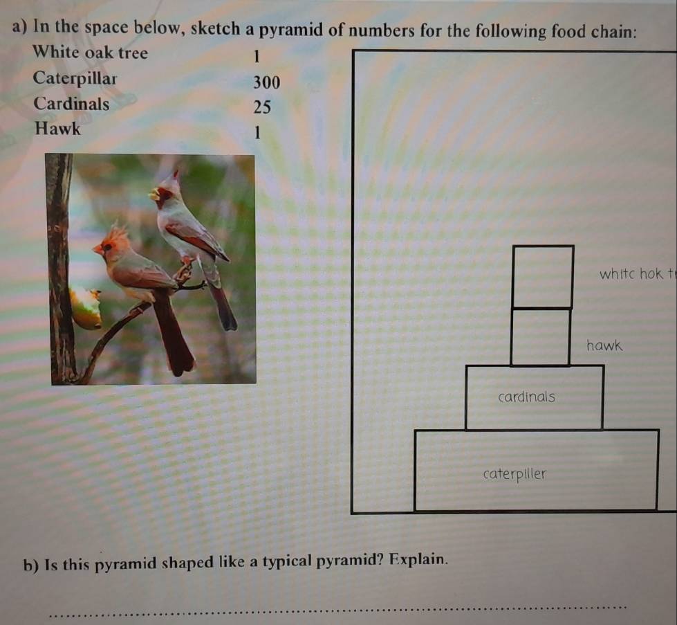 In the space below, sketch a pyramid of numbers for the following food chain: 
White oak tree 1
Caterpillar 300
Cardinals 25
Hawk
1
whitc hok t 
b) Is this pyramid shaped like a typical pyramid? Explain. 
_