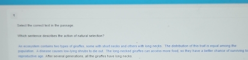 Select the comect text in the passage
Which sentence describes the action of natural selection?
An ecosystem contwns tws types of girafles, some with short necks and others with long necks. The distribution of this trait is equall among the
population. A disease causes low-lying shrubs to die out. The long-necked giraftes can access more food, so they have a betfer chance of surviving to
reproductive age. After several generations, all the giraftes have long necks