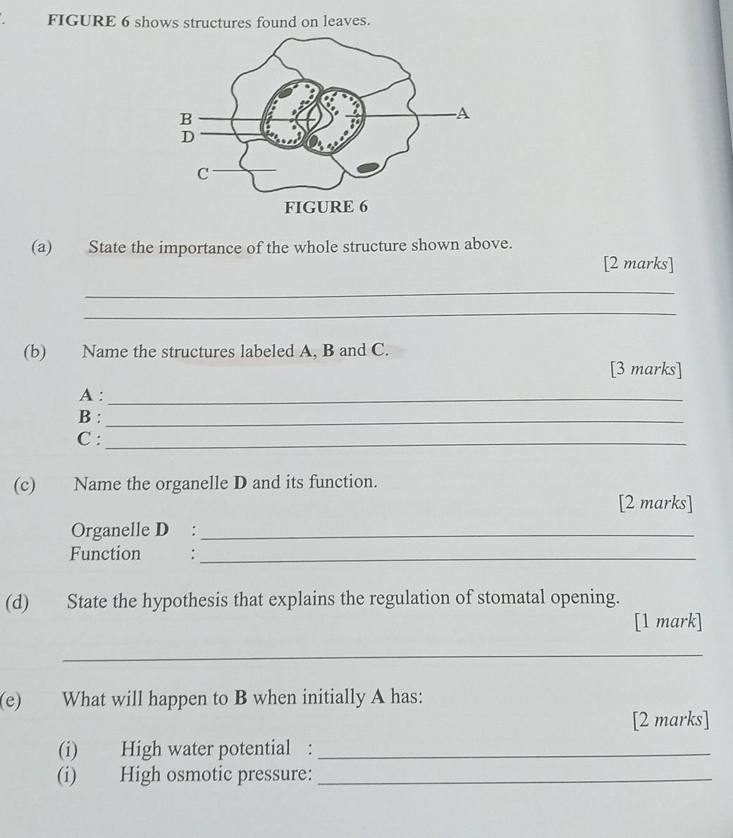 FIGURE 6 shows structures found on leaves. 
(a) State the importance of the whole structure shown above. 
[2 marks] 
_ 
_ 
(b) Name the structures labeled A, B and C. 
[3 marks] 
A :_ 
B :_ 
C :_ 
(c) Name the organelle D and its function. 
[2 marks] 
Organelle D :_ 
Function :_ 
(d) State the hypothesis that explains the regulation of stomatal opening. 
[1 mark] 
_ 
(e) What will happen to B when initially A has: 
[2 marks] 
(i) High water potential :_ 
(i) High osmotic pressure:_