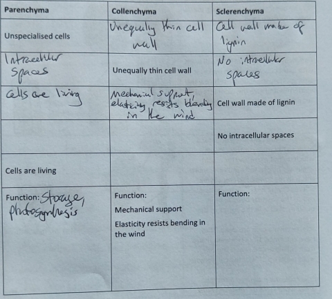 Parenchyma Collenchyma Sclerenchyma
Un
Cel
Fu