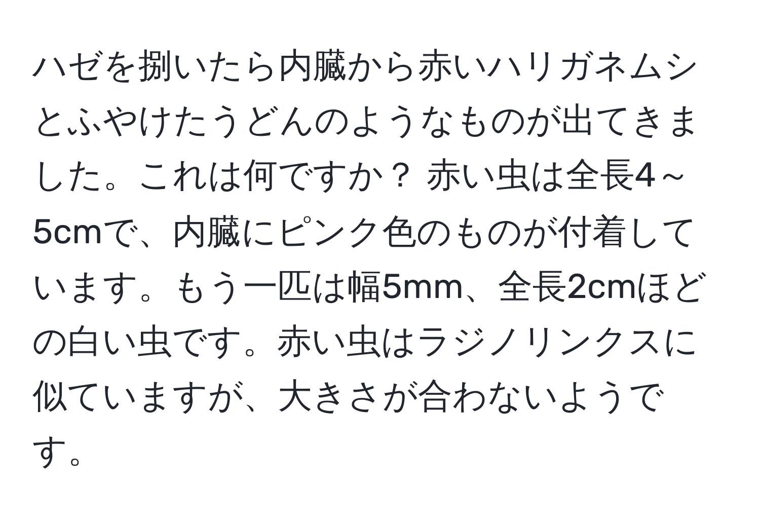 ハゼを捌いたら内臓から赤いハリガネムシとふやけたうどんのようなものが出てきました。これは何ですか？ 赤い虫は全長4～5cmで、内臓にピンク色のものが付着しています。もう一匹は幅5mm、全長2cmほどの白い虫です。赤い虫はラジノリンクスに似ていますが、大きさが合わないようです。