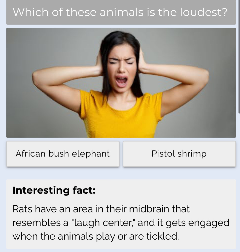 Which of these animals is the loudest?
African bush elephant Pistol shrimp
Interesting fact:
Rats have an area in their midbrain that
resembles a "laugh center," and it gets engaged
when the animals play or are tickled.