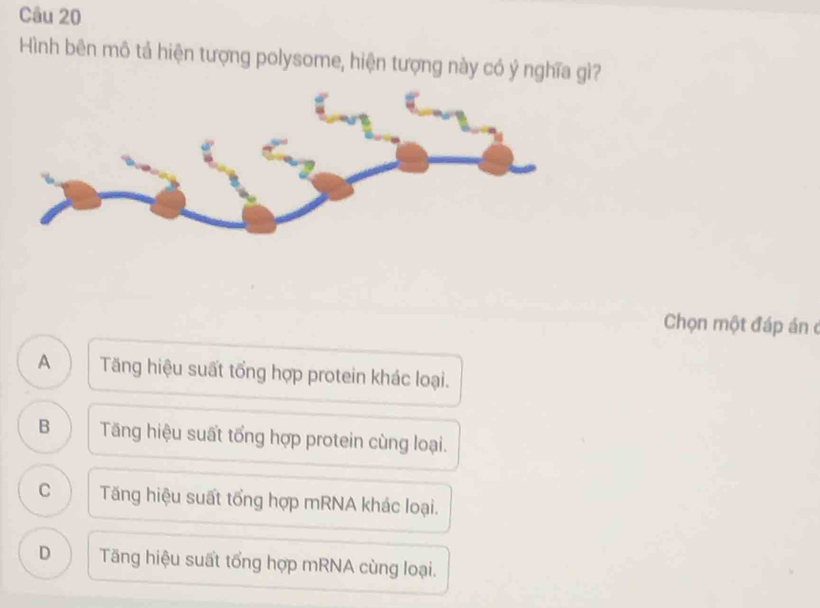 Hình bên mô tả hiện tượng polysome, hiện tượng này có ý nghĩa gì?
Chọn một đáp án c
A Tăng hiệu suất tổng hợp protein khác loại.
B Tăng hiệu suất tổng hợp protein cùng loại.
C Tăng hiệu suất tổng hợp mRNA khác loại.
D Tăng hiệu suất tổng hợp mRNA cùng loại.