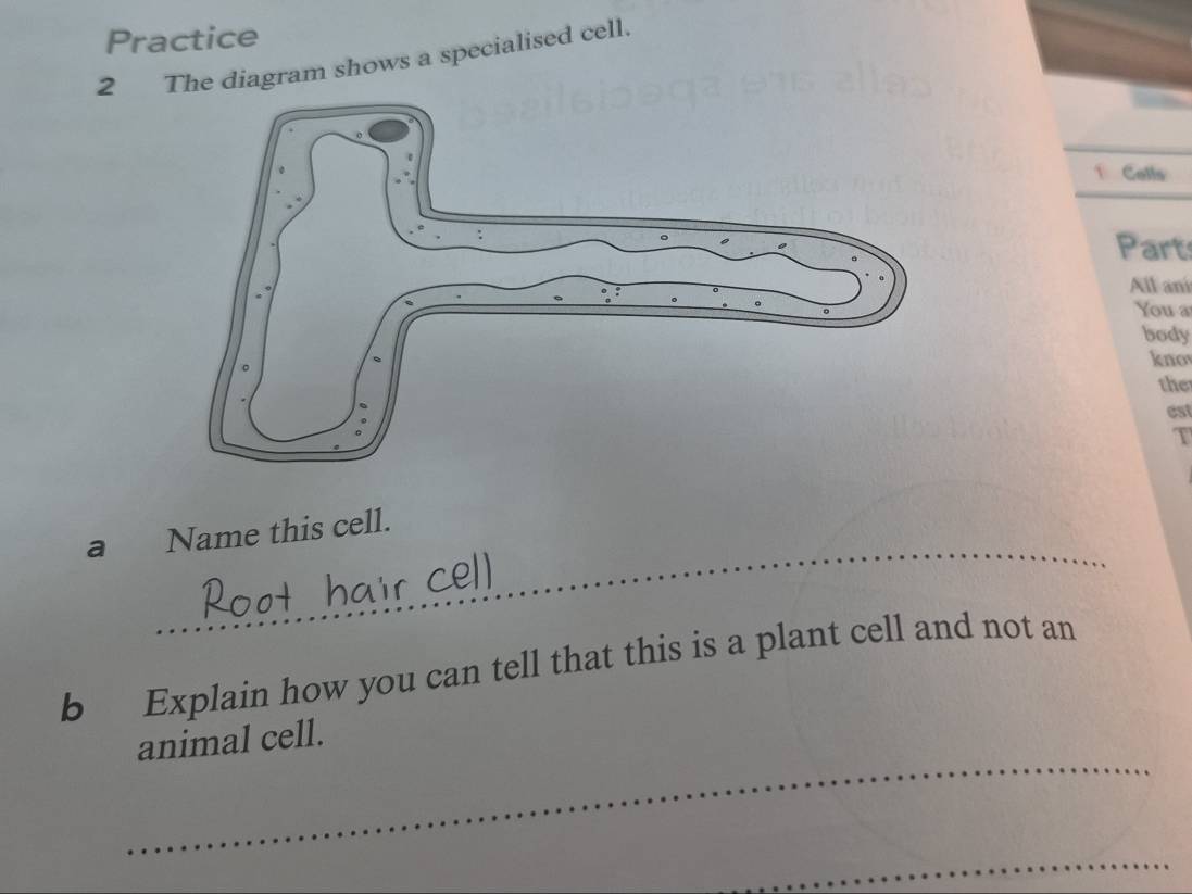 Practice 
2 The diagram shows a specialised cell. 
1 Colls 
Part 
All amí 
You a 
body 
knov 
the 
cst 
T 
_ 
_ 
a Name this cell. 
_ 
b Explain how you can tell that this is a plant cell and not an 
_ 
animal cell. 
_