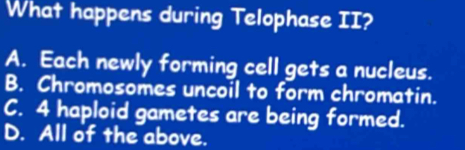 What happens during Telophase II?
A. Each newly forming cell gets a nucleus.
B. Chromosomes uncoil to form chromatin.
C. 4 haploid gametes are being formed.
D. All of the above.