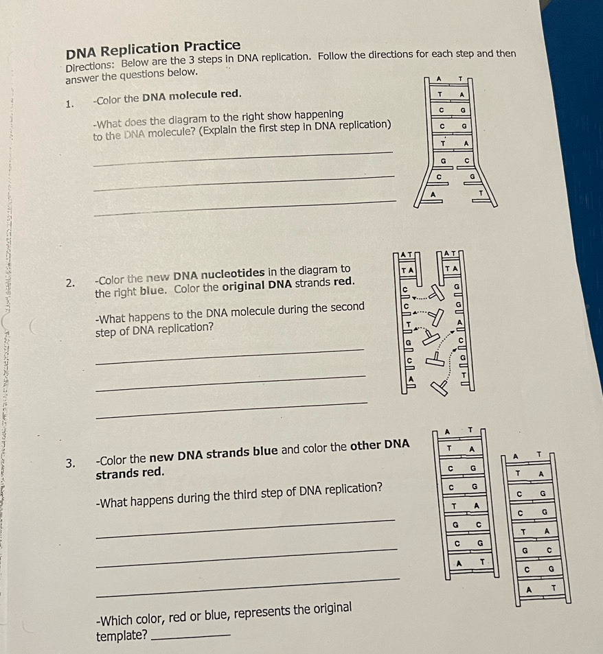 Solved: DNA Replication Practice Directions: Below are the 3 steps in ...