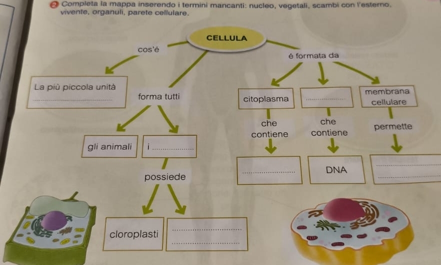 Completa la mappa inserendo i termini mancanti: nucleo, vegetali, scambi con l'esterno. 
vivente, organuli, parete cellulare. 
_ 
_