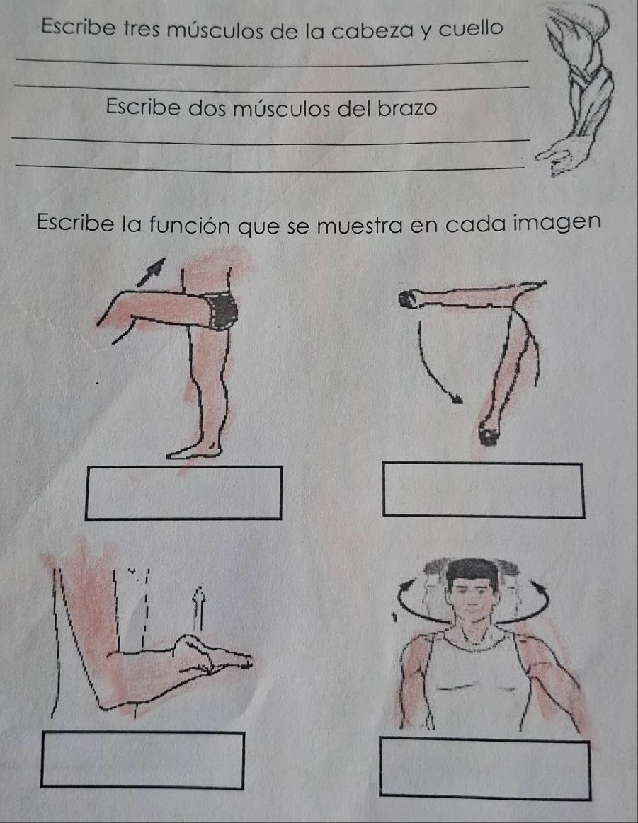 Escribe tres músculos de la cabeza y cuello 
_ 
_ 
Escribe dos músculos del brazo 
_ 
_ 
Escribe la función que se muestra en cada imagen