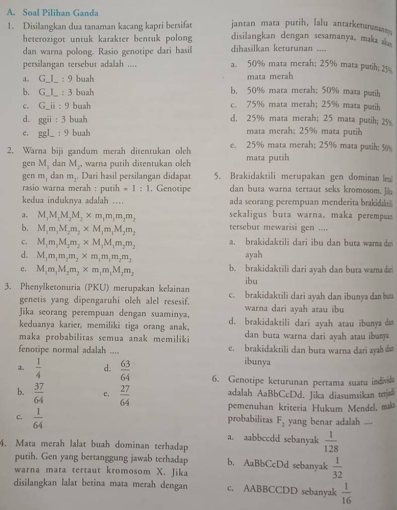 Soal Pilihan Ganda
1. Disilangkan dua tanaman kacang kapri bersifat jantan mata putih, lalu antarketurunanoya
heterozigot untuk karakter bentuk polong disilangkan dengan sesamanya, maka ka
dan warna polong. Rasio genotipe dari hasil dihasilkan keturunan ....
persilangan tersebut adalah .... a. 50% mata merah; 25% mata putih; 25
a. G_I_ : 9 buah mata merah
b. G_I_ : 3 buah
b. 50% mata merah; 50% mata putih
c. G_ii : 9 buah c. 75% mata merah; 25% mata putih
d. ggii : 3 buah d. 25% mata merah; 25 mata putih; 25
e. ggI_ : 9 buah
mata merah; 25% mata putih
2. Warna biji gandum merah ditentukan oleh e. 25% mata merah; 25% mata putih: 50
gen M_1 dan M_2, , warna putih ditentukan oleh
mata putih
gen m_1 dan m_2. Dari hasil persilangan didapat 5. Brakidaktili merupakan gen dominan le!
rasio warna merah : putih =1:1. Genotipe dan buta warna tertaut seks kromosom. Ji
kedua induknya adalah . ada seorang perempuan menderita brakidak
a. M_1M_1M_2M_2* m_1m_1m_2m_2 sekaligus buta warna, maka perempu
b. M_1m_1M_2m_2* M_1m_1M_2m_2
tersebut mewarisi gen ....
C. M_1m_1M_2m_2* M_1M_1m_2m_2 a. brakidaktili dari ibu dan buta warna dar
d. M_1m_1m_2m_2* m_1m_1m_2m_2 ayah
e. M_1m_1M_2m_2* m_1m_1M_2m_2 b. brakidaktili dari ayah dan buta warna dan
ibu
3. Phenylketonuria (PKU) merupakan kelainan c. brakidaktili dari ayah dan ibunya dan buta
genetis yang dipengaruhi oleh alel resesif.
warna dari ayah atau ibu
Jika seorang perempuan dengan suaminya, d. brakidaktili dari ayah atau ibunya da
keduanya karier, memiliki tiga orang anak,
maka probabilitas semua anak memiliki
dan buta warna dari ayah atau ibuny 
fenotipe normal adalah .... e. brakidaktili dan buta warna dari ayah da
a.  1/4   63/64 
d.
ibunya
6. Genotipe keturunan pertama suatu individ
b.  37/64   27/64  adalah AaBbCcDd. Jika diasumsikan terjad
e.
pemenuhan kriteria Hukum Mendel, mæ
C.  1/64  probabilitas F_2 yang benar adalah ....
a. aabbccdd sebanyak  1/128 
4. Mata merah lalat buah dominan terhadap
putih. Gen yang bertanggung jawab terhadap b. AaBbCcDd sebanyak  1/32 
warna mata tertaut kromosom X. Jika
disilangkan lalat betina mata merah dengan c. AABBCCDD sebanyak  1/16 