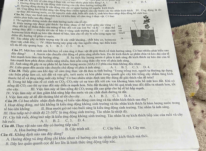 Khi nổi về cảm ứng ở thực vật, có bao nhiêu phát biểu đúng? A. 1.
I. Hướng động âm là vận động sinh trưởng của cây theo hướng xuống đất B. 2. C. 3. D. 4.
M. Hướng động dương là vận động của các cơ quan hướng tới nguồn kích thích.
III. Ứng động âm là khả năng vận động theo chiều nghịch của cây trước các tác nhân kích thích. IV. Ứng động là do
sự thay đổi trương nước, có rút nguyên sinh chất, biển đổi sinh lí, sinh hóa theo nhịp điệu đồng hồ sinh học.
Câu 36, Dựa vào hình ảnh minh họa và kiển thức về cảm ứng ở thực vật. Có bao
nhiêu phát biểu sau đây đúng?
I. Thí nghiệm chứng minh cho tính hướng nước của rễ cây. 
II. Hiện tượng này được giải thích: Sự khác nhau về thể nước giữa các vùng 
thay đổi hệ số thẩm thầu của màng tế bào đổi với các ion Na" và K' → điện thể
màng thay đổi → truyền tới các tổ bào ở vùng sinh trưởng của rễ → sản sinh
hormone kích thích sự kéo dãn thành tế bào, làm cho rễ cây bị uốn cong ngay tại
điểm đó, hướng về phía có nước.
III. Tác nhân gây ra hiện tượng này là các chất khoáng., chất hữu cơ, hormone
thực vật, chất độc, ... IV. Hiện tượng này giúp cây tìm nguồn sáng, tạo điều kiện
tối đa để cây quang hợp. A. 1. B. 2. C. 3. D. 4.
Câu 37. Một học sinh sau khi học về cảm ứng ở thực vật đã giải thích về tính hướng sáng. Có bao nhiêu phát biểu sau
đây đúng? I. Auxin vận chuyển chủ động về phía sáng nhiều hơn. Do đó kích thích sự phân chia và kéo dài của tế
bào mạnh hơn làm cây hướng sáng. II. Sự tích lũy lượng auxin ở phía ít ánh sáng đã kích thích sự kéo dài của tế
bào mạnh hơn phía được chiều sáng nhiều, làm uốn công thân cây non về phía ánh sáng.
III. Ánh sáng đã gây ra sự phân bố lại hàm lượng auxin (AIA) ở 2 phía của thân không đều nhau.
IV. Liên quan đến auxin vận chuyển chủ động về phía ít ánh sáng. A. 1. B. 2. C. 3. D. 4.
Câu 38. Thầy giáo sau khi dạy về cảm ứng thực vật đã đưa ra tỉnh huống “Trong trồng trọt, người ta thường áp dụng
các biện pháp làm có, xới đất và vun gốc, tưới nước và bón phân xung quanh gốc cây khi trồng cây nhằm tăng kích
thước bộ rễ và tăng năng suất cây trồng'' Có bao nhiêu nhận định sau đây đúng đề giải thích vấn đề trên?
II. Trong hô hấp của rễ có sinh ra CO_2.CO_2 này có sự trao đối với các ion khoáng bám trên bề mặt keo đất. Khi có
nồng dhat oCO_2 cao thì sự trao đổi này diễn ra mạnh hơn. Nên đất thoáng khí thì quá trình trao đổi diễn ra nhanh hơn, tốt
cho cây. III. Việc làm này sẽ làm nồng độ CO_2 trong đất cao giúp cho hệ rễ hô hấp mạnh.
IV. Việc làm này sẽ làm giảm khả năng hấp thu nước và các chất dinh dưỡng từ đất.
I. Việc làm này sẽ để đất thoáng khí sẽ tốt cho cây. A. 1. B. 2. C. 3. D. 4.
Câu 39. Có bao nhiêu nhận định đúng về kiều vận động cảm ứng và tác nhân kích thích sau đây?
I. Hoạt động đóng, mở khí khổng là kiểu ứng động không sinh trưởng và tác nhân kích thích là hàm lượng nước trong
tế bào khí khổng II. Hoa mười giờ nở vào buổi sáng là kiểu ứng động sinh trưởng. Tác nhân là ánh sáng.
III. Hoa tulip nở ở nhiệt độ 25-30°C là ứng động sinh trưởng. Tác nhân là nhiệt độ.
IV. Cây bắt ruồi, đóng/mở nắp là kiểu ứng động không sinh trưởng. Tác nhân là sự kích thích tiếp xúc của ruồi và cây
bắt ruồi. A. 1. B. 2. C. 3. D. 4.
Câu 40. Thực vật nào sau đây có hướng tiếp xúc?
A. Hoa hướng dương. B. Cây trinh nữ. C. Cây bầu. D. Cây me.
Câu 41. Khẳng định nào sau đây đúng?
A. Hướng động và ứng động chỉ khác nhau về hướng của tác nhân gây kích thích mà thôi.
B. Dây leo quấn quanh cọc để leo lên là hình thức ứng động tiếp xúc.